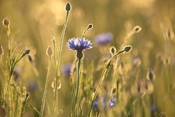 Fotomurales - Cornflower in the field at dusk