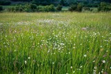 Fototapeta Dmuchawce - Meadow flowers. Slovakia