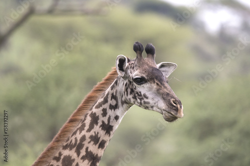 Plakat Portret żyrafa, Serengeti