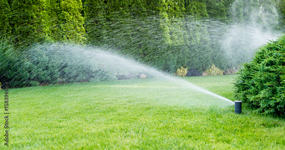 Irrigation of the green grass with sprinkler system. - obrazy, fototapety, plakaty 
