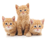 Fototapeta Koty - Three red cats.