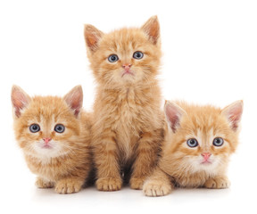 Canvas Print - Three red cats.