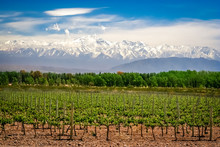 Vineyard Near Mendoza