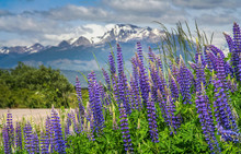 Lupin Field In Patagonia