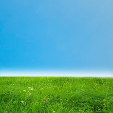 Green Field With Clear  Blue Sky