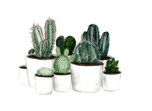 Watercolor Green Cactus Set In White Pots