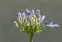 African Blue Lily