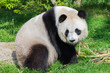     Giant panda eating bambou sticks