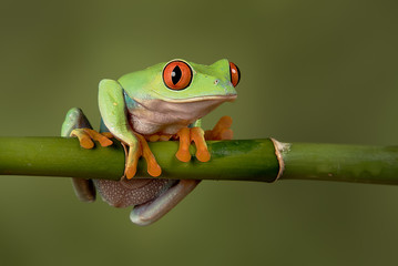 a close up portrait of a red eyed tree frog hanging on to a bamboo shoot looking forward and about t