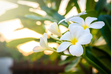 White plumeria on the plumeria tree.