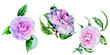 Wildflower peony, camelia flower in a watercolor style isolated.
