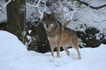  Wolf im Schnee