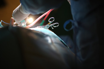 Wall Mural - Doctor surgeon at work in the operating room