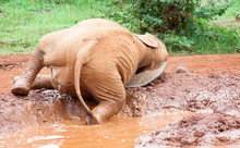 Young Elephant Rolling In The Mud