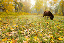 Horse Standing On Forest