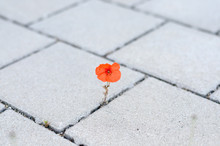 Single Red Corn Poppy Sprouting Between Paving