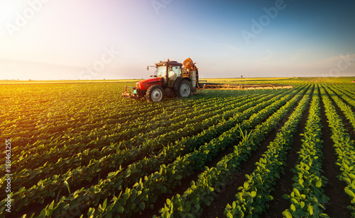 Fotomural  Tractor spraying soybean field at spring