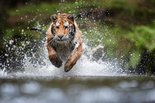 Siberian Tiger, Panthera Tigris Altaica, Running In The Water Directly At Camera With Water Splashing Around.  Taiga Environment.