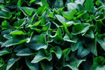 Wall Mural - top view of green foliage. gardening element.