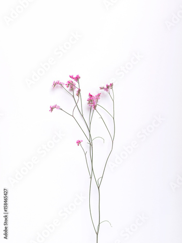 Small Pink Flowers On White Background Negative Space Copy Space Stock Photo Adobe Stock