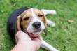 © belart84 - Cute puppy breed beagle dog on a natural green background. Tropical island Bali, Indonesia.