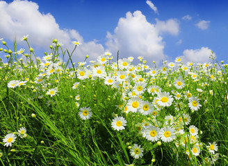 Fotomurales - daisies,wildflowers