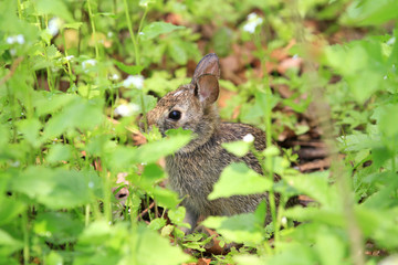 Wall Mural - Cottontail Rabbit early spring eating greens