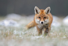 Red Fox In Winter Fox