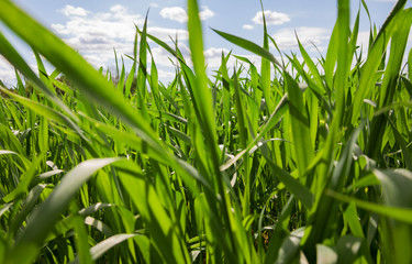 Wall Mural - Field of wheat.