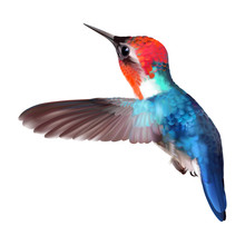 Bee Hummingbird - Mellisuga Helenae.
Realistic Vector Illustration Of A Flying Male, The World’s Smallest Bird With Colorful Iridescent Plumage On Transparent Background.

