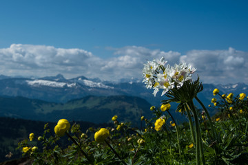 Alpenküchenschelle