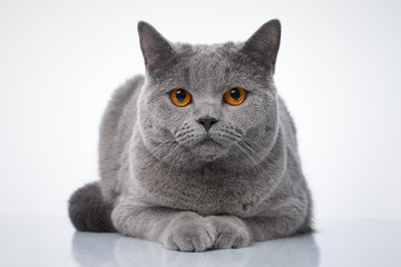 British shorthair cat