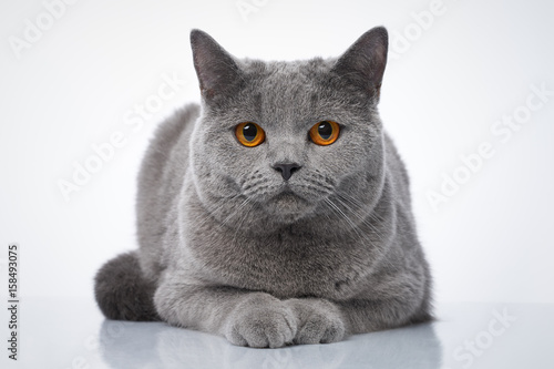 British Shorthair Cat Buy This Stock Photo And Explore Similar