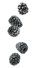 Isolated Berries. Five Falling Blackberry Fruits Isolated On White Background With Clipping Path