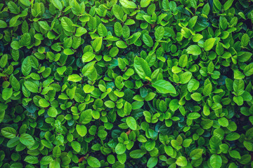 Interesting background of bright green leaves in spring with beautiful light. The concept of ecology