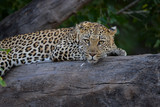 Fototapeta Sypialnia - Leopard