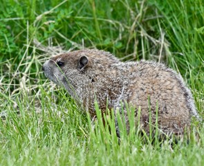 Wall Mural - Groundhog (Marmota monax) in a field