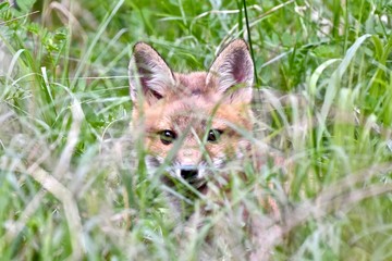 Wall Mural - Red fox kit (Vulpes vulpes)