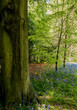 © Sue Burton - Bluebells in woods at Rufford Old Hall, Rufford, Lancashire, UK
