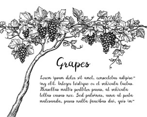 Wall Mural - Grapevine ink sketch