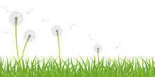 High Quality Green Grass With Dandelion Flowers On White Background, Vector Illustration.