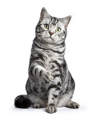 Black tabby British shorthair cat sitting straight up with lifted paw on white background looking at the camera