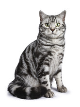 Black Tabby British Shorthair Cat Sitting Straight Up On White Background Looking At The Camera