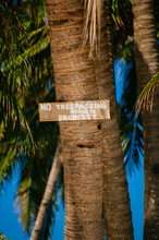 "NO TRESPASSING" Sign On Coconut Palm Tree In The Island