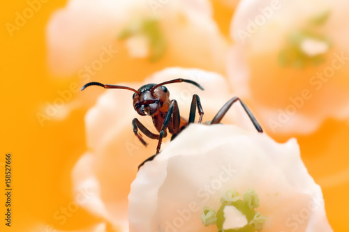 Plakat Mrówka na kwiatach