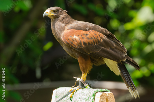 Falco Pellegrino Buy This Stock Photo And Explore Similar