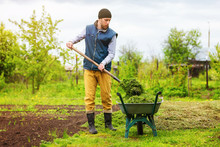 Male Gardener Is Filling Wheelbarrow With Green Grass Using Shovel At Spring Garden Background.