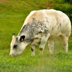 Taureau, prairie, campagne , nature  