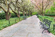 Central Park Spring