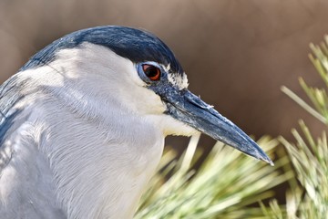 Wall Mural - Black-Crowned Night Heron (Nycticorax nycticorax)